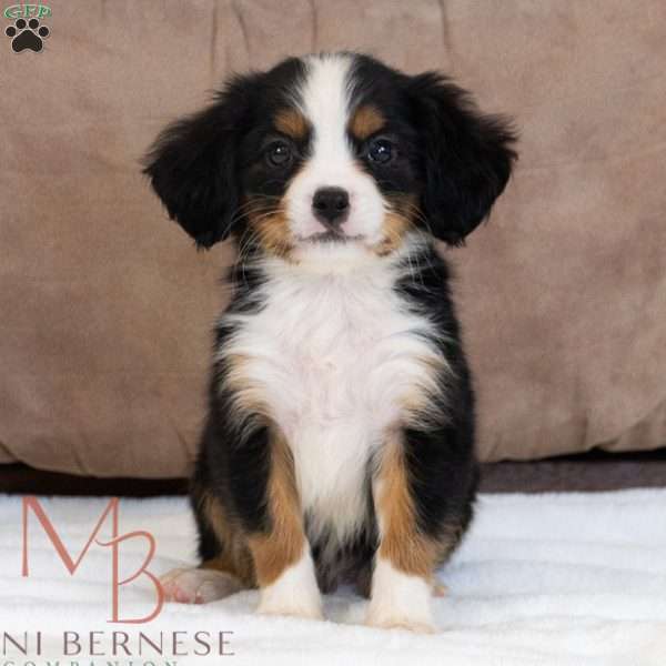 Remington, Miniature Bernese Mountain Dog Puppy